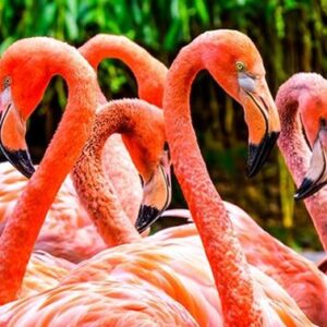 ardasra garden zoo and flamingo show in Bahamas